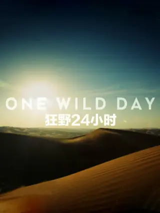 野性24小时第一季海报