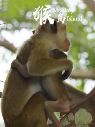 猴岛海报