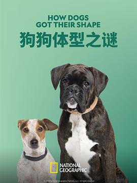 狗狗体型之谜海报